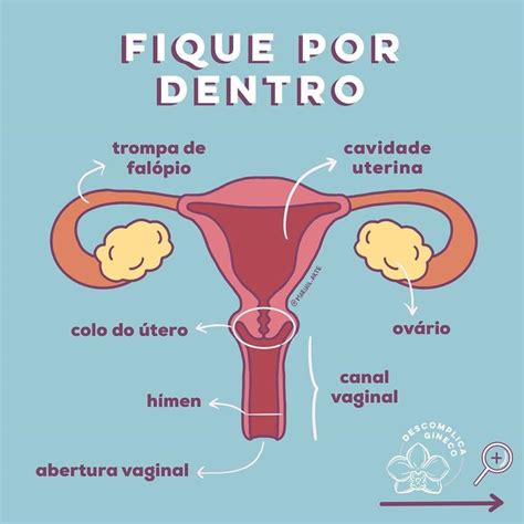 fotos vaginas|Anatomia genital feminina externa